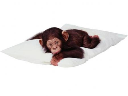 bébé singe
