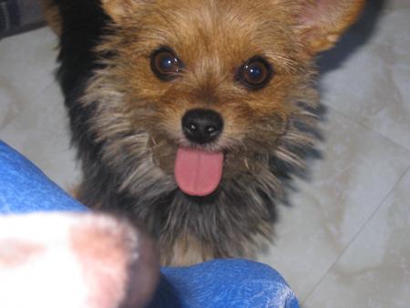 ma choupette