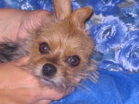 ma chienne