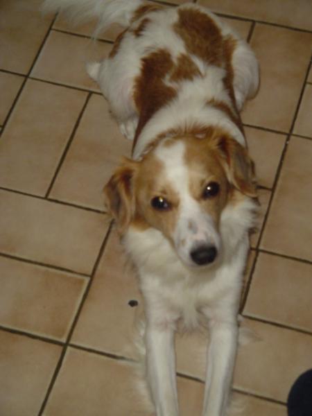le plus beau chien