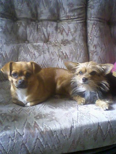 crystal et choupette