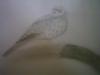 mon dessin l'aigle